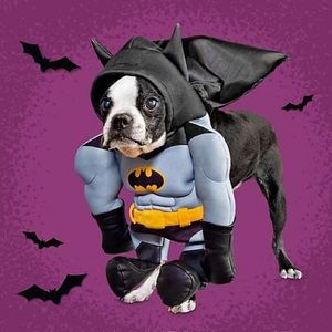 Dog costume: Batman